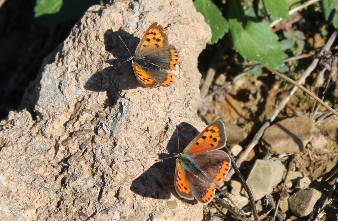 Lycaena phlaeas 2