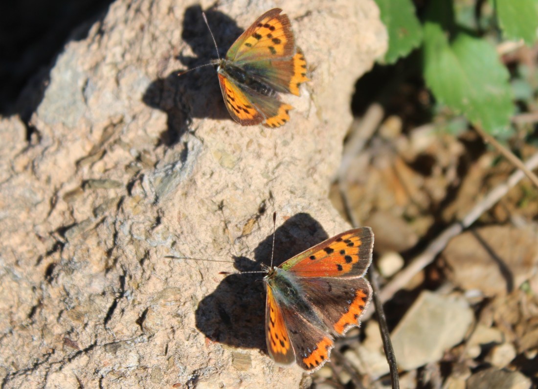 Lycaena phlaeas 3