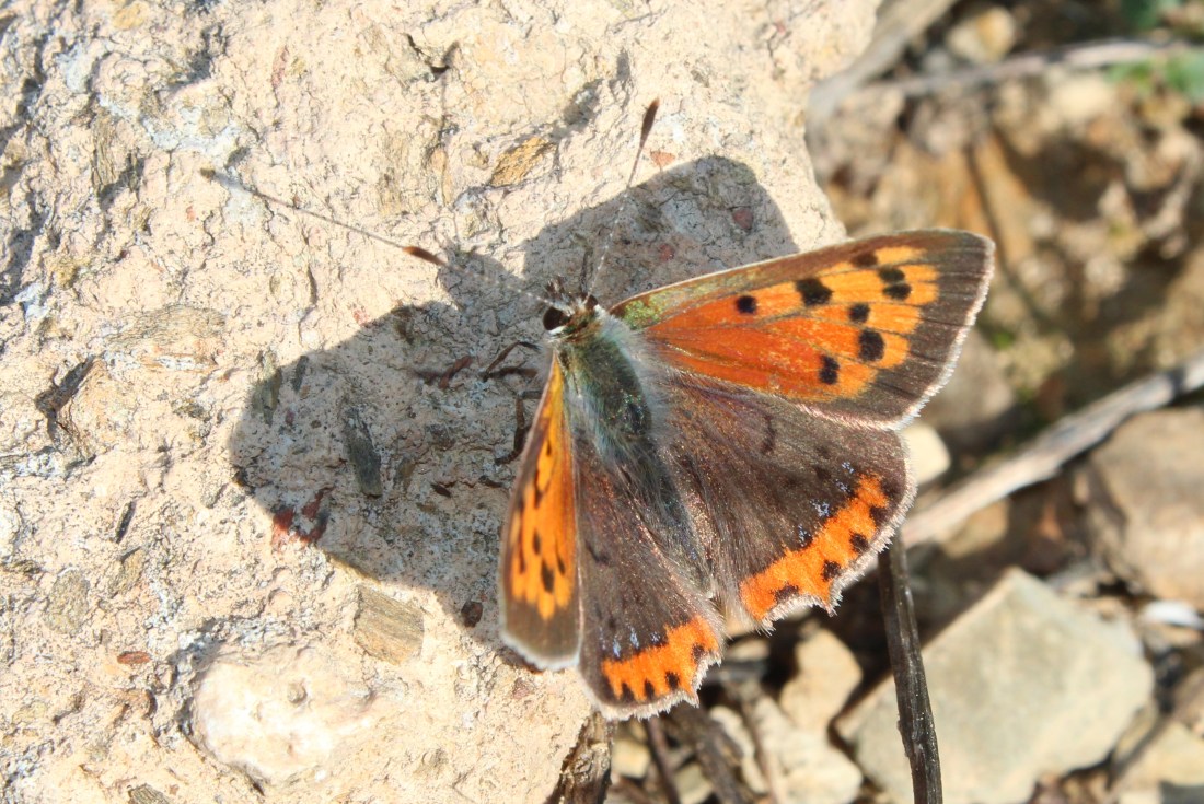 Lycaena phlaeas 5