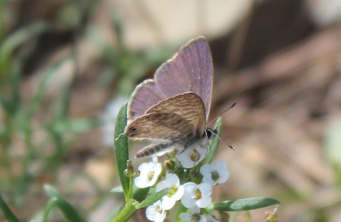 leptotes pirithous 4