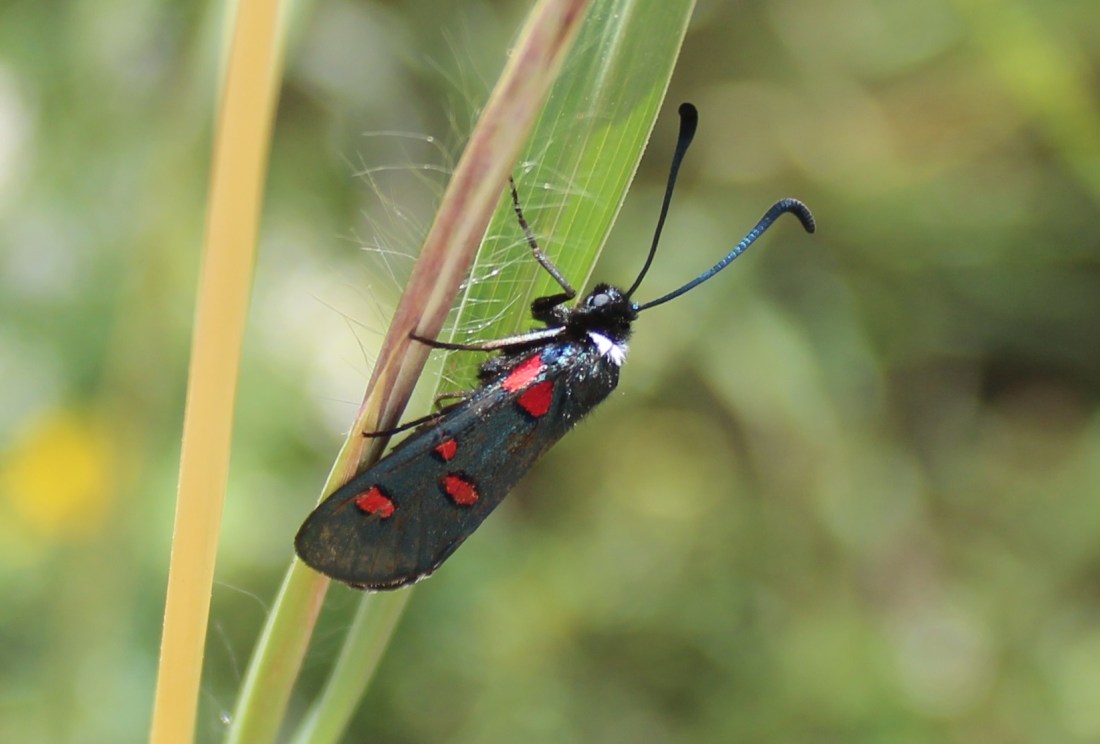 Zygaena lavandulae 1