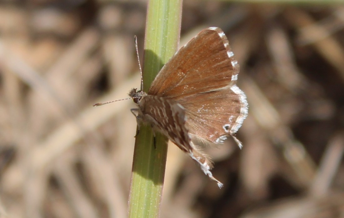 Cacyreus Marshalli (m. del Geranio)