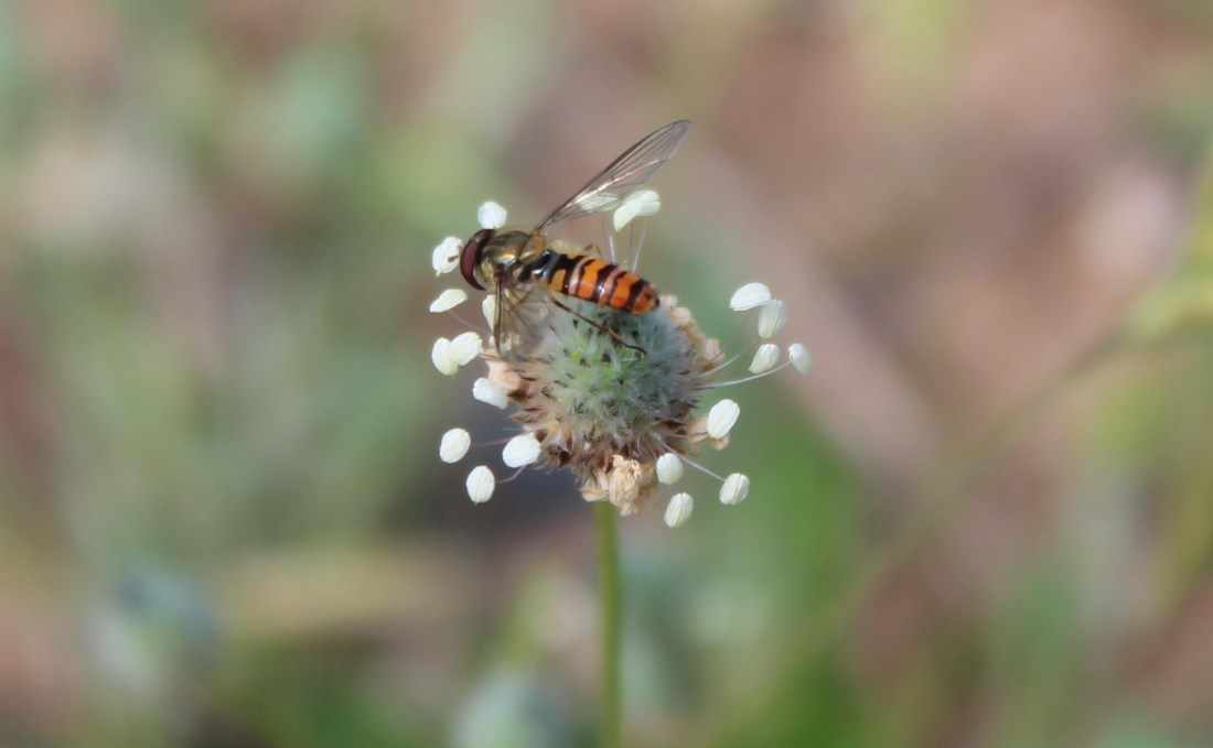 Episyrphus balteatus, mosca cernidora 1