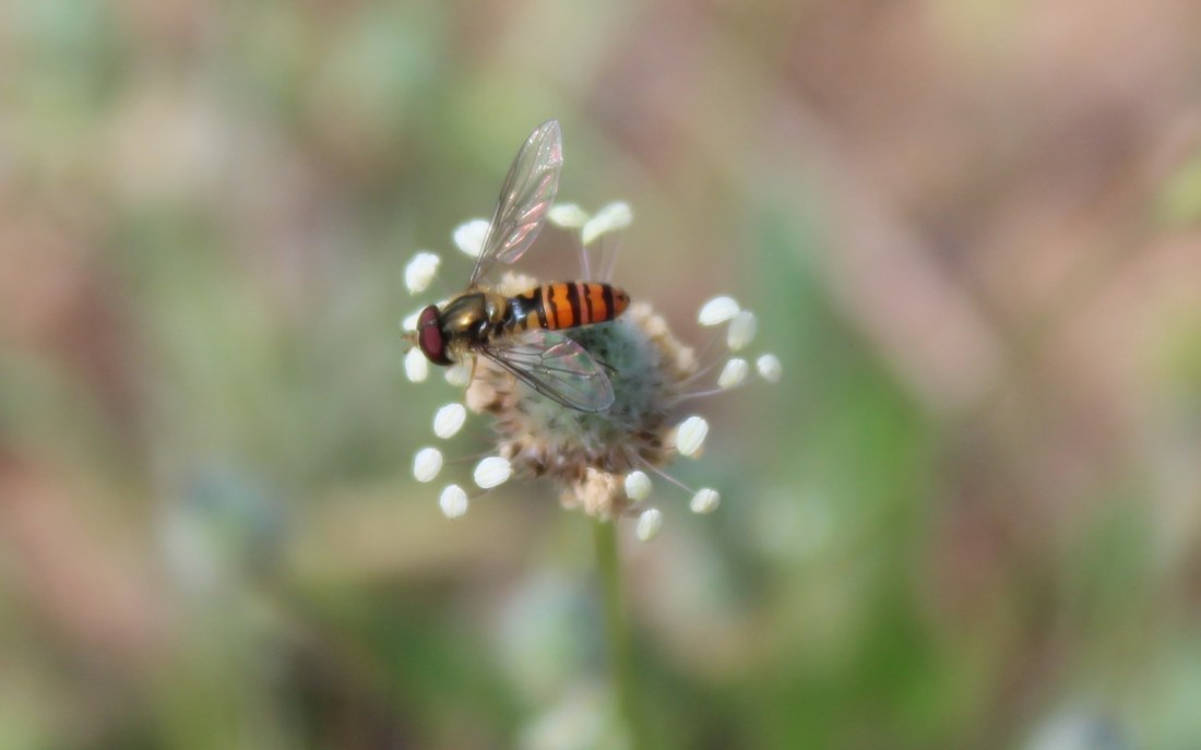 Episyrphus balteatus, mosca cernidora 2