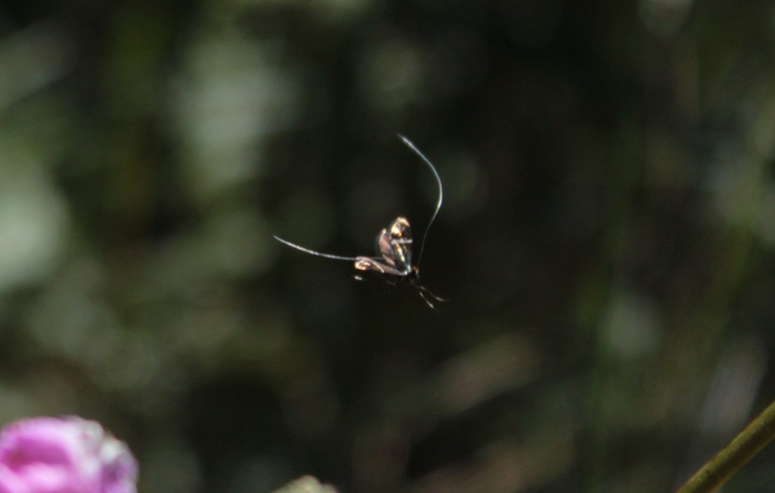 Adela australis en vuelo