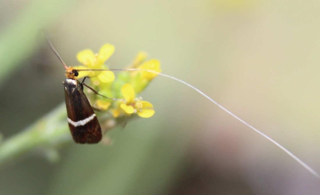 Adela australis (Macho)