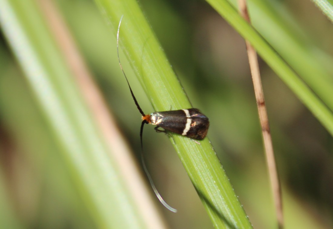 Adela australis  (Hembra)
