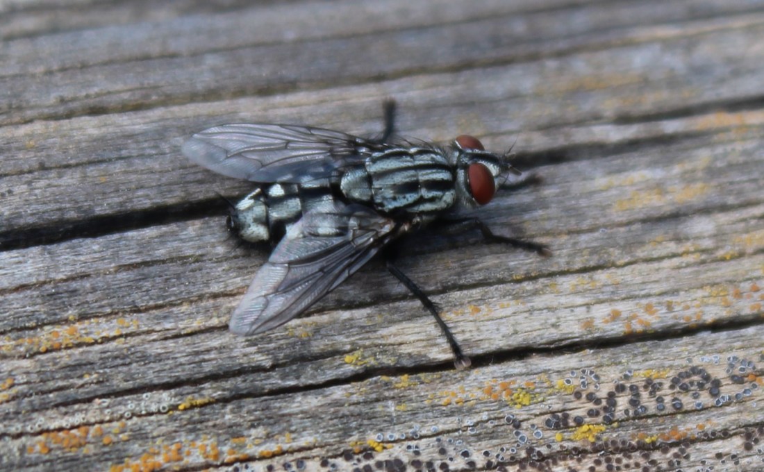 SARCOPHAGA CARNARIA (mosca de la carne) 1