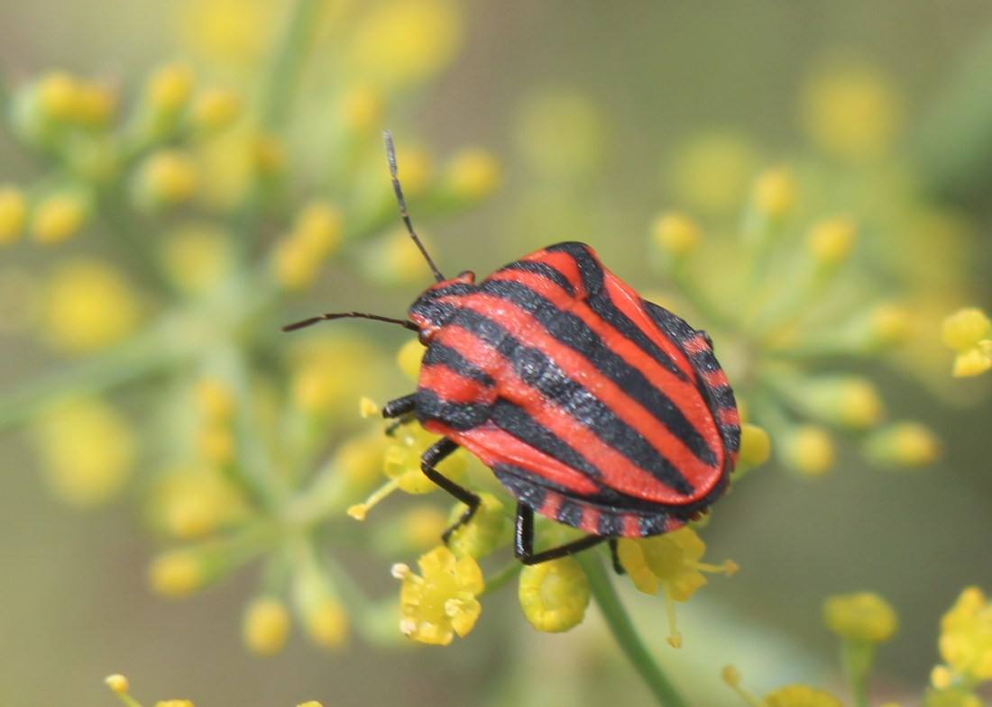 Graphosoma lineatum 1