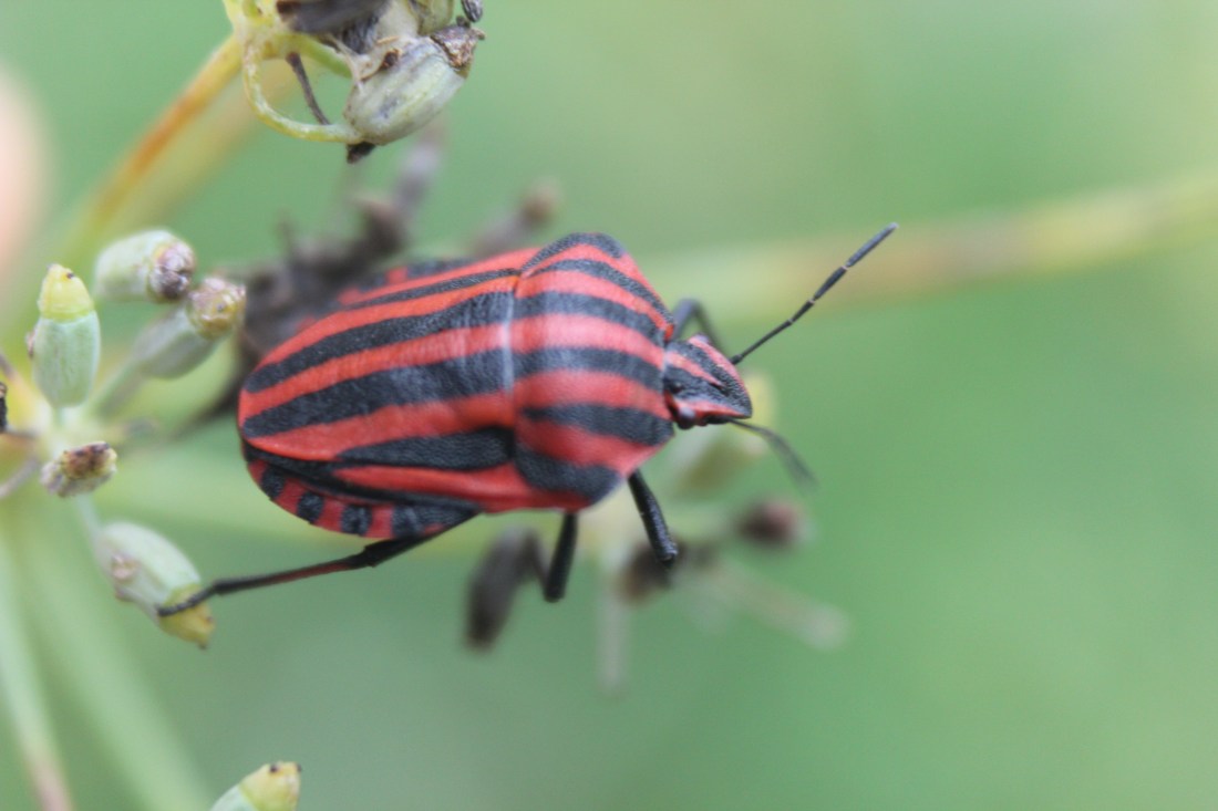 Graphosoma lineatum 2