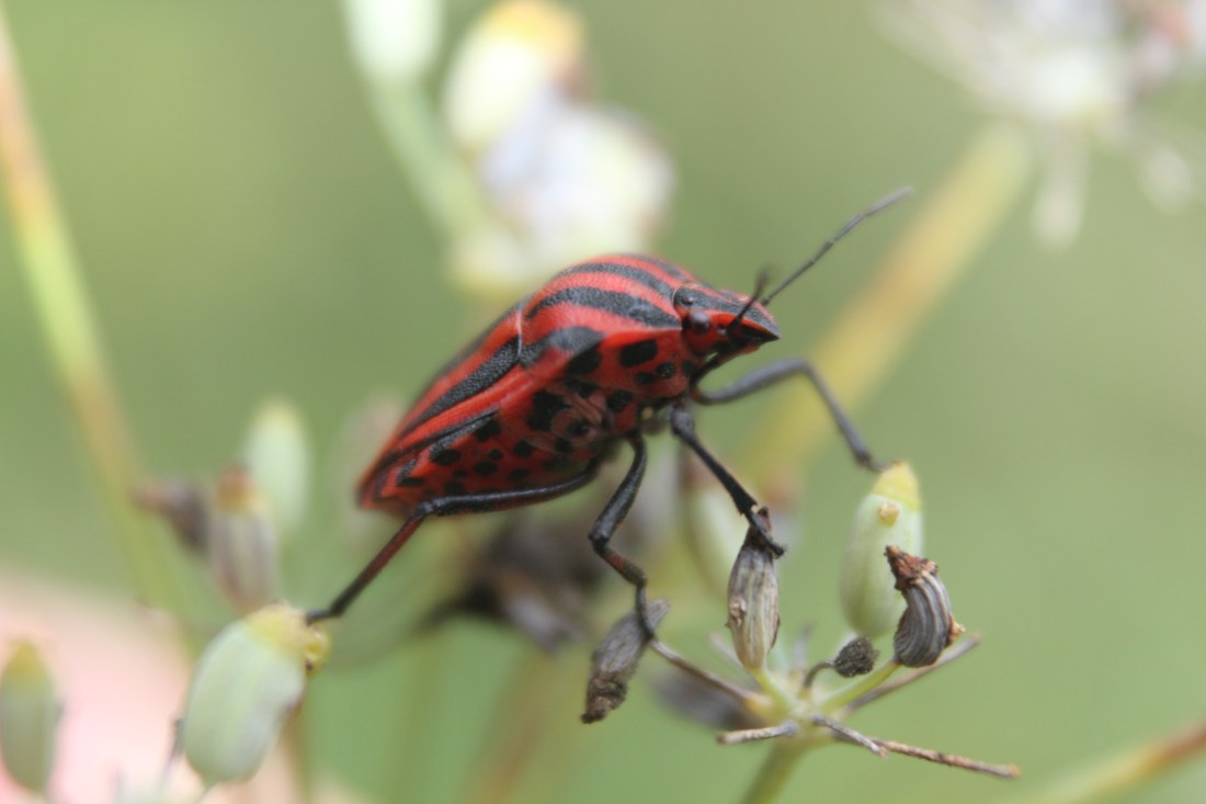 Graphosoma lineatum 3