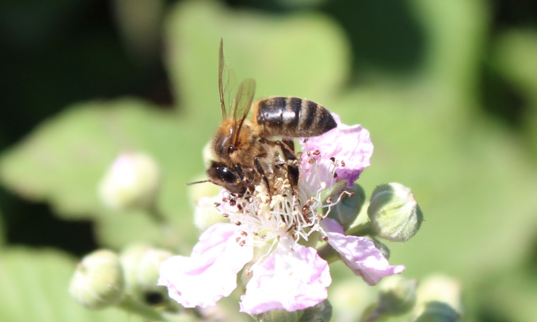 Abeja