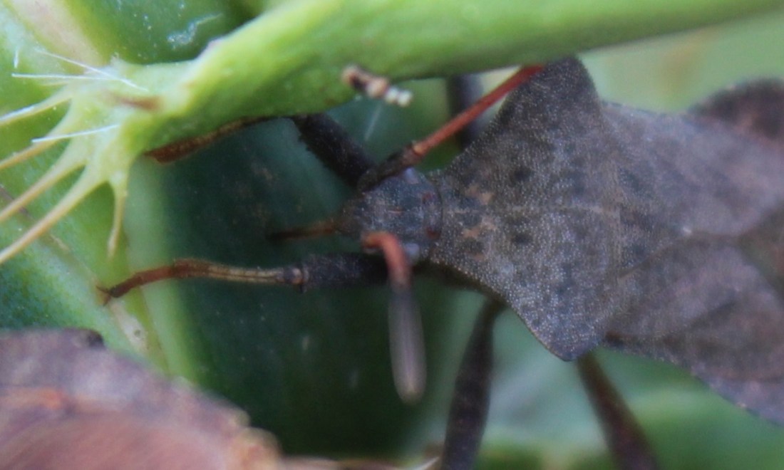 Coreus marginatus succionando