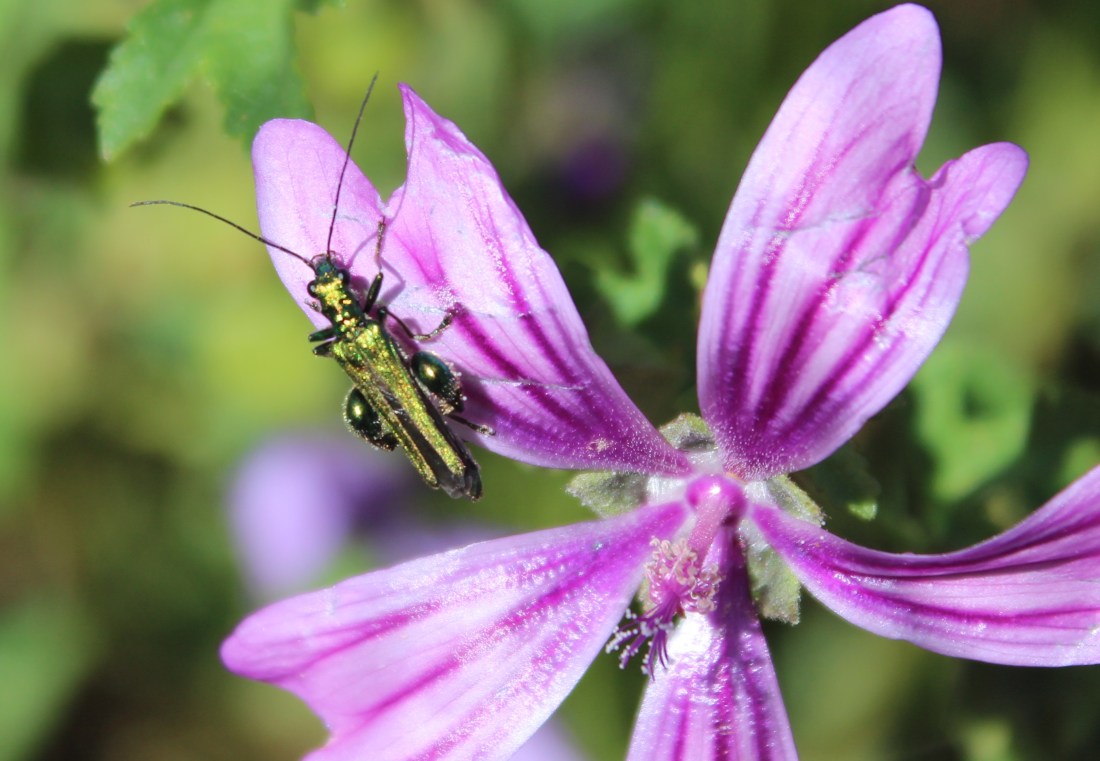 Oedemera
