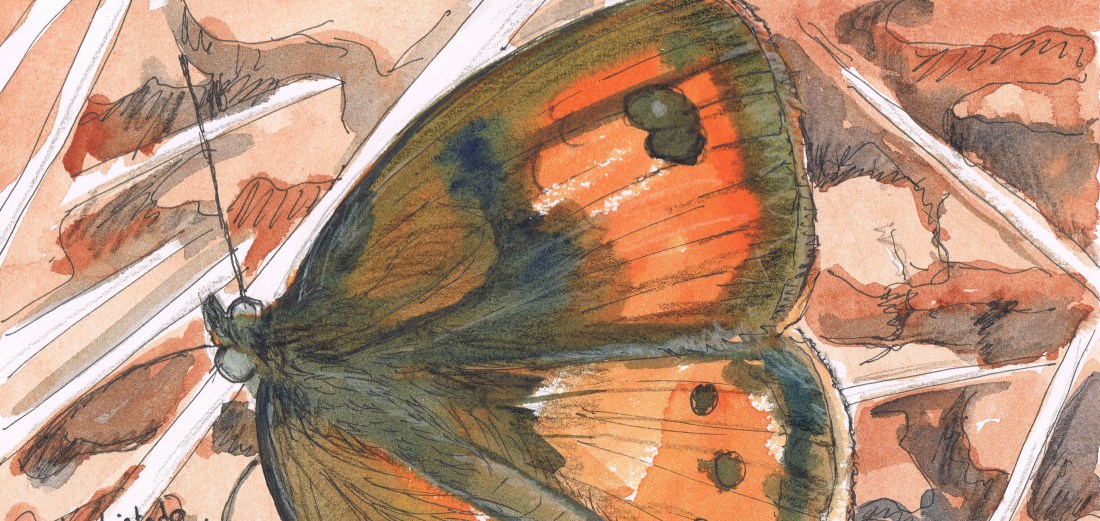 Lobito listado (pintura)1