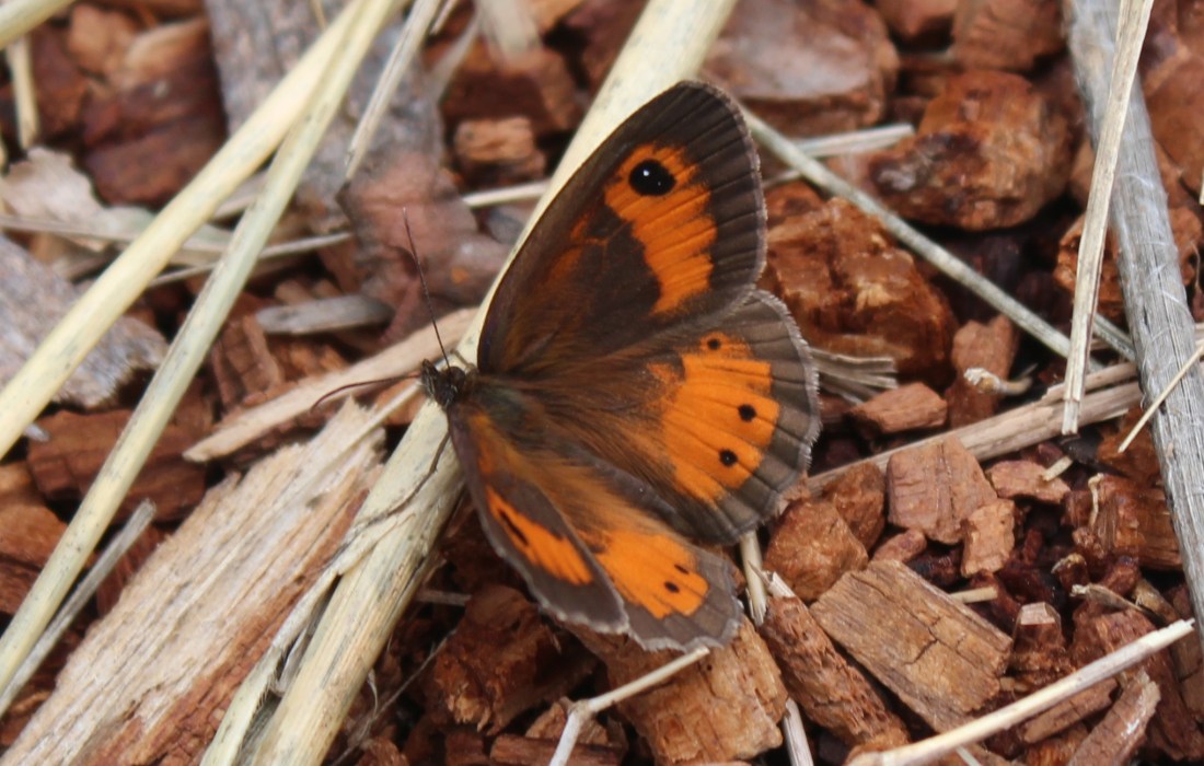 Lobito listado (Pyronia bathseba)1