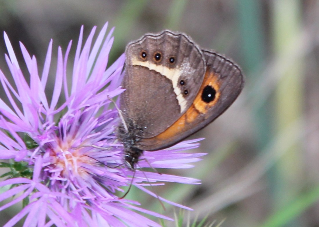 Lobito listado (Pyronia bathseba)2