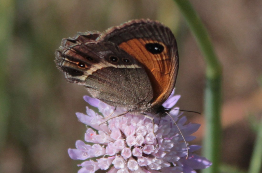 Lobito listado (Pyronia bathseba)4