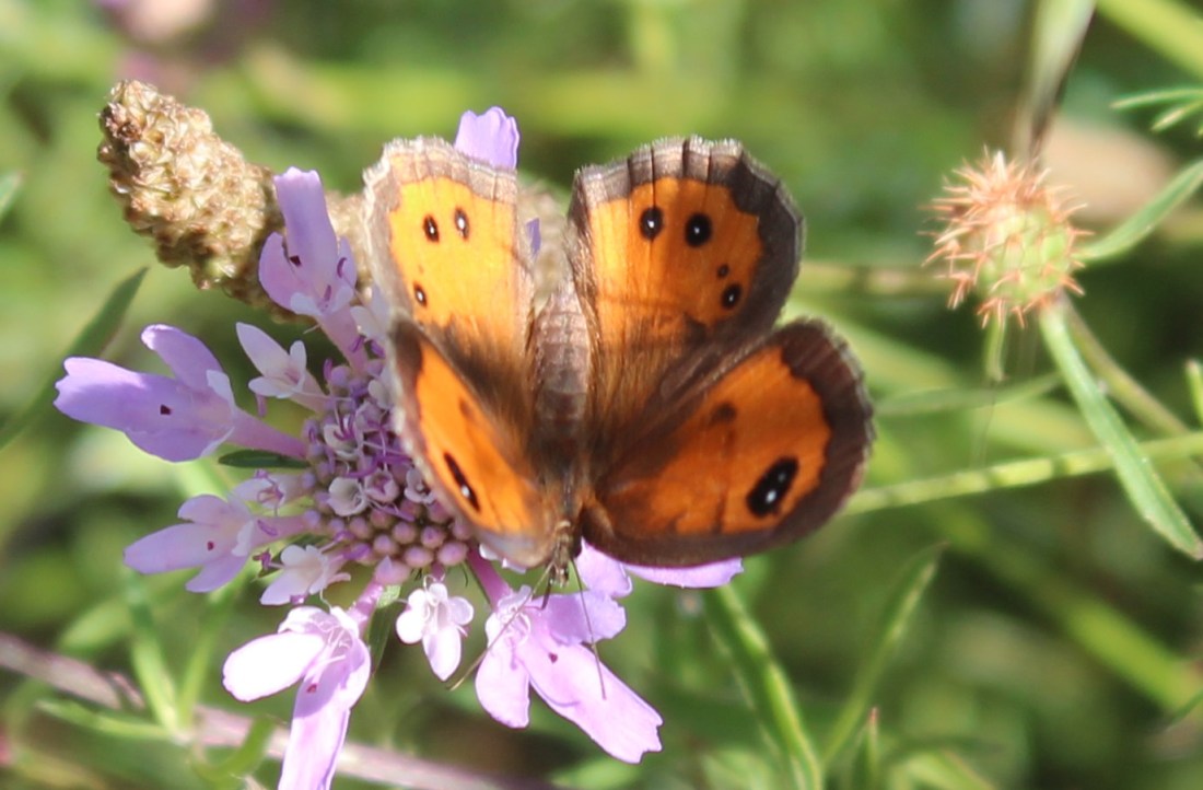 Lobito listado (Pyronia bathseba)6