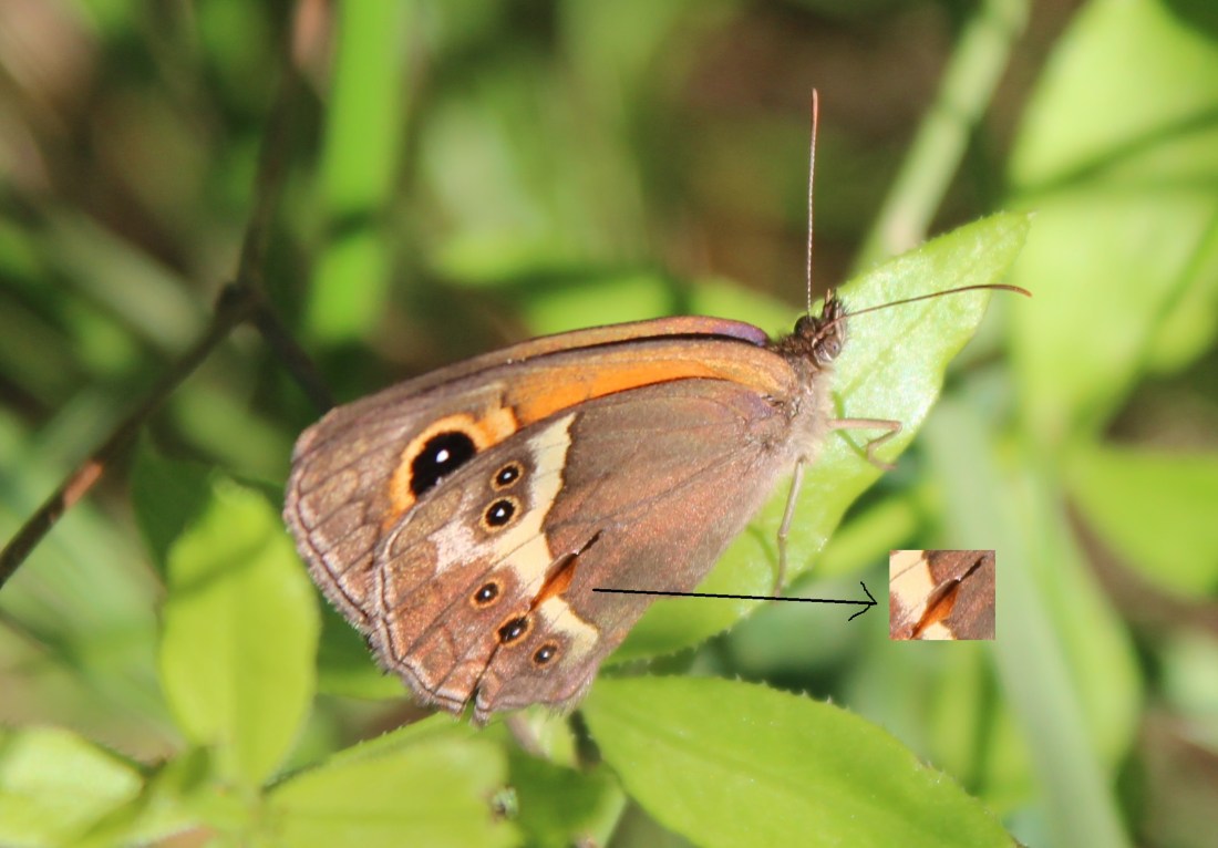 Lobito listado (Pyronia bathseba)7
