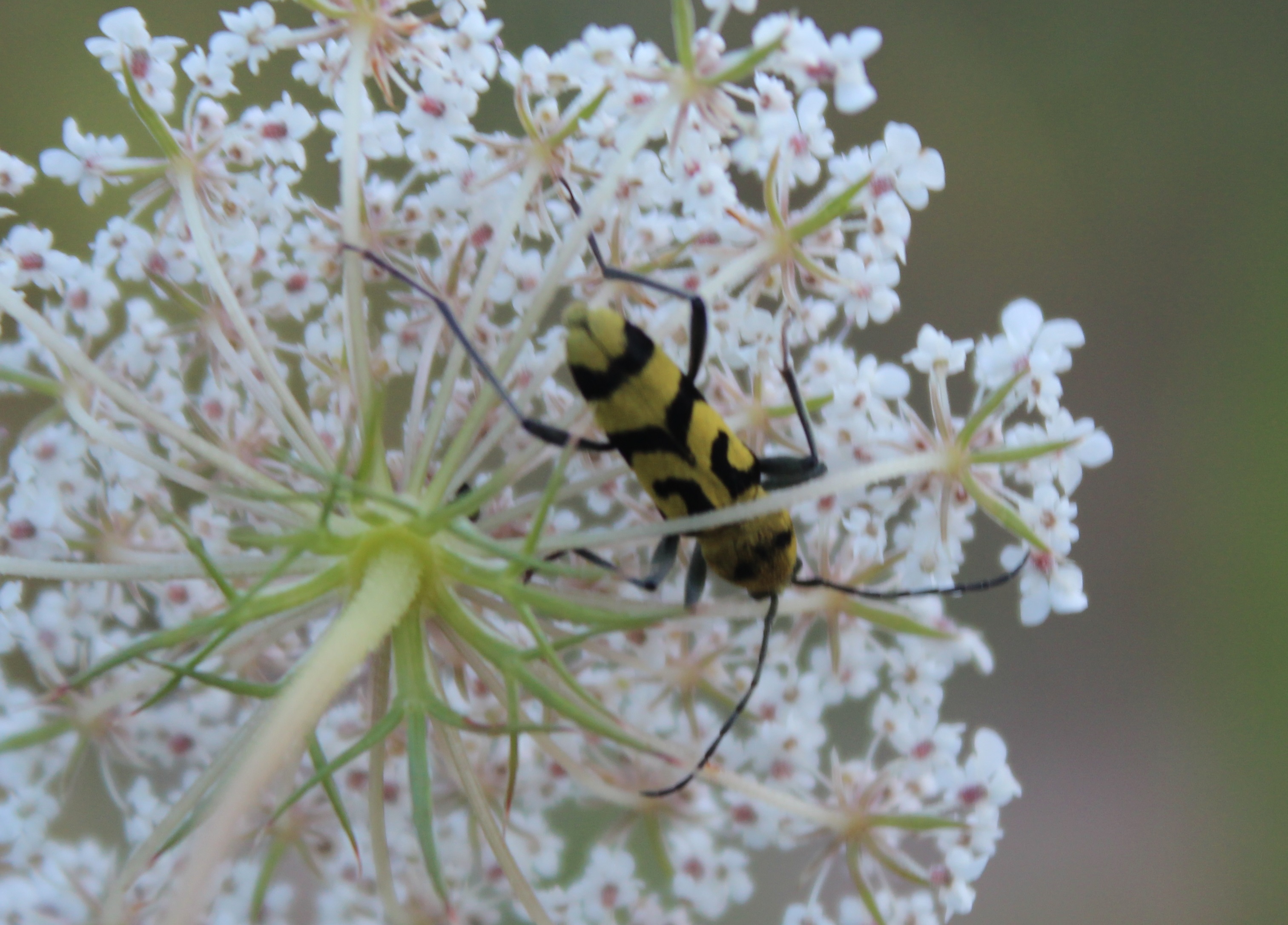 Chlorophorus varius 1