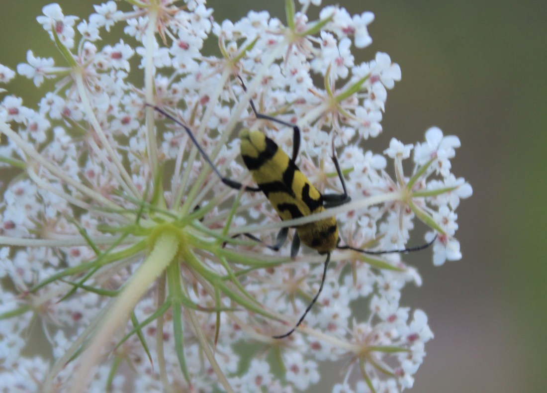 Chlorophorus varius 1