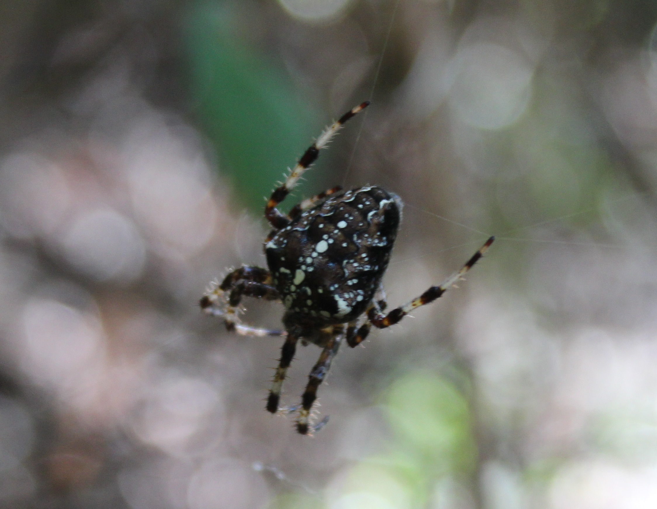Araneus diadematus 2