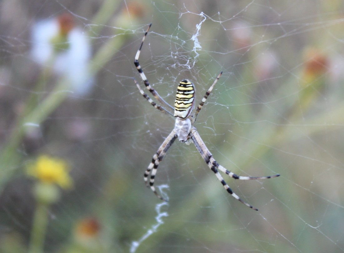 Argiope bruennichi 1