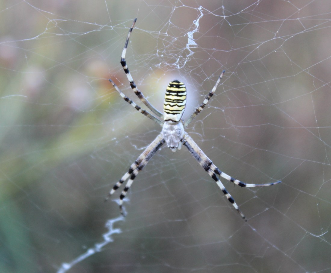 Argiope bruennichi 2