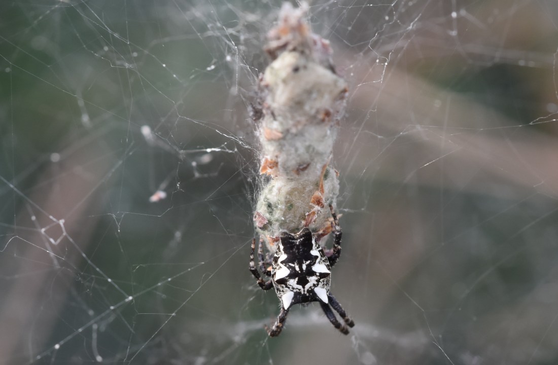 Argiope lobata 1