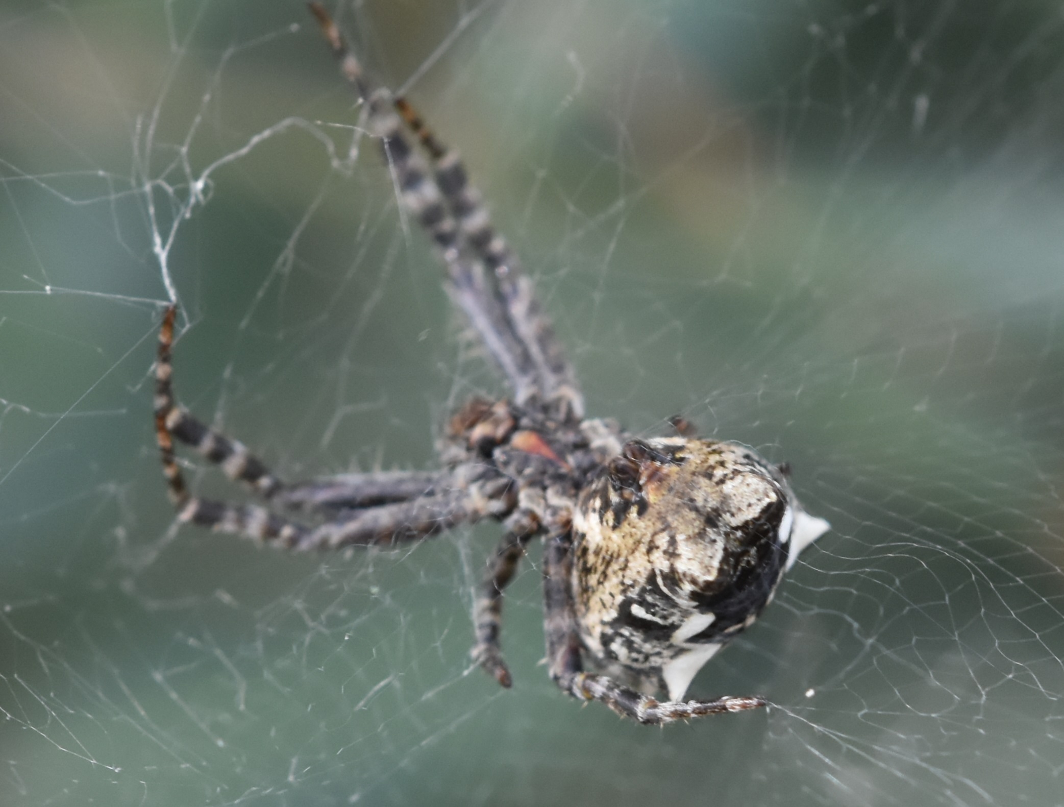 Argiope lobata 2