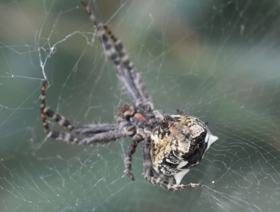 Argiope lobata 2