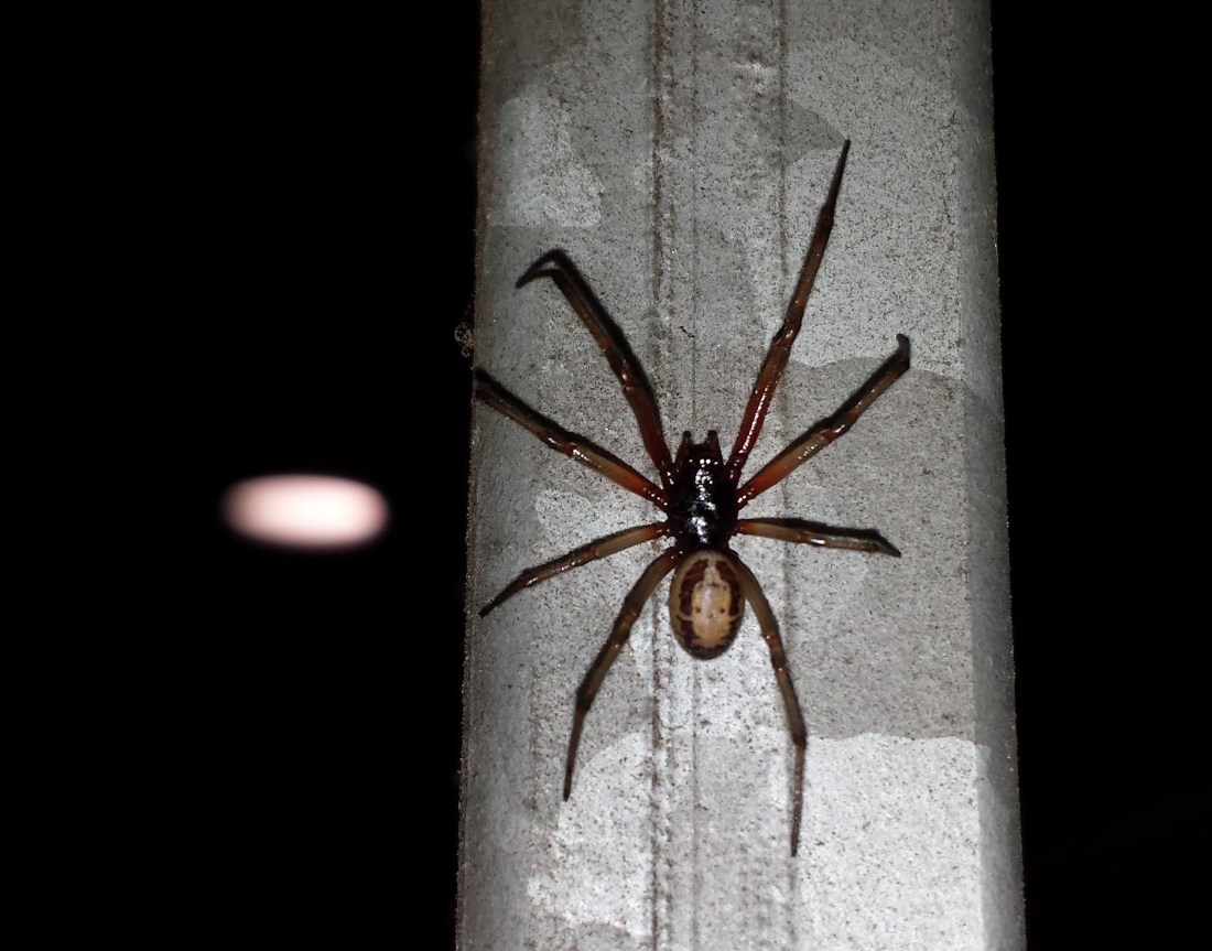 steatoda nobilis 11