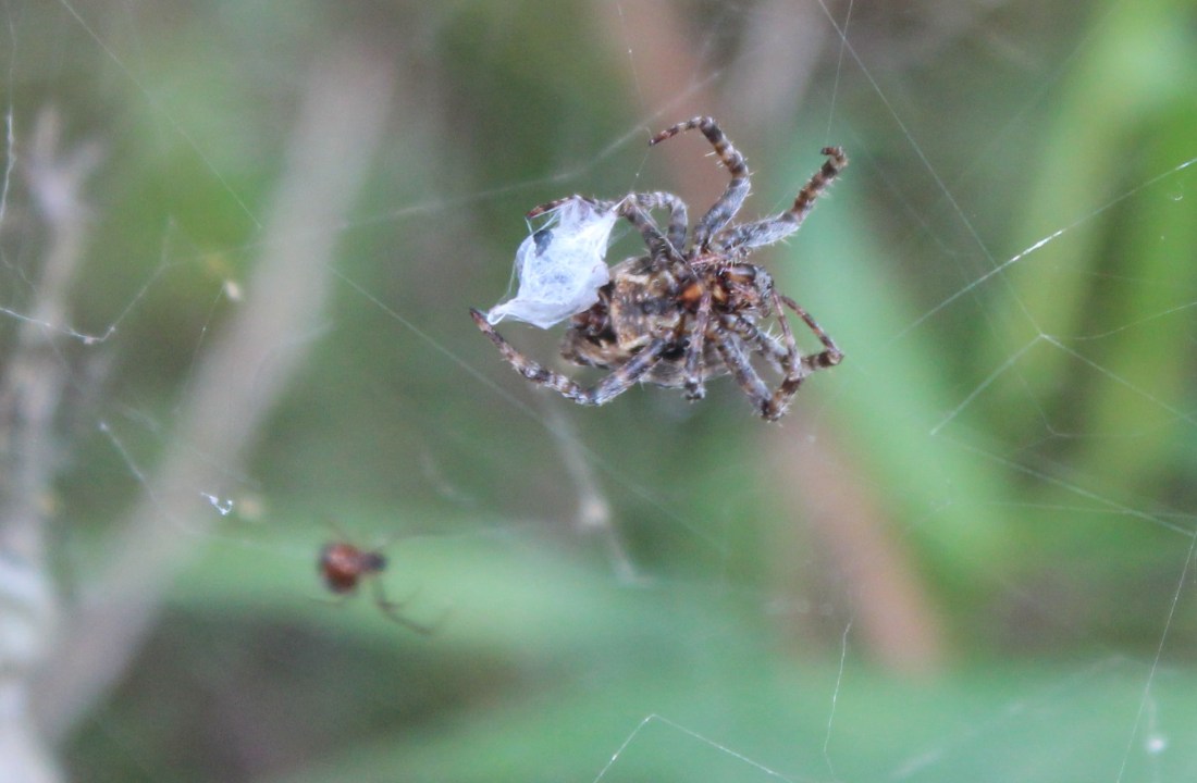 Cyrtophora citricola 2