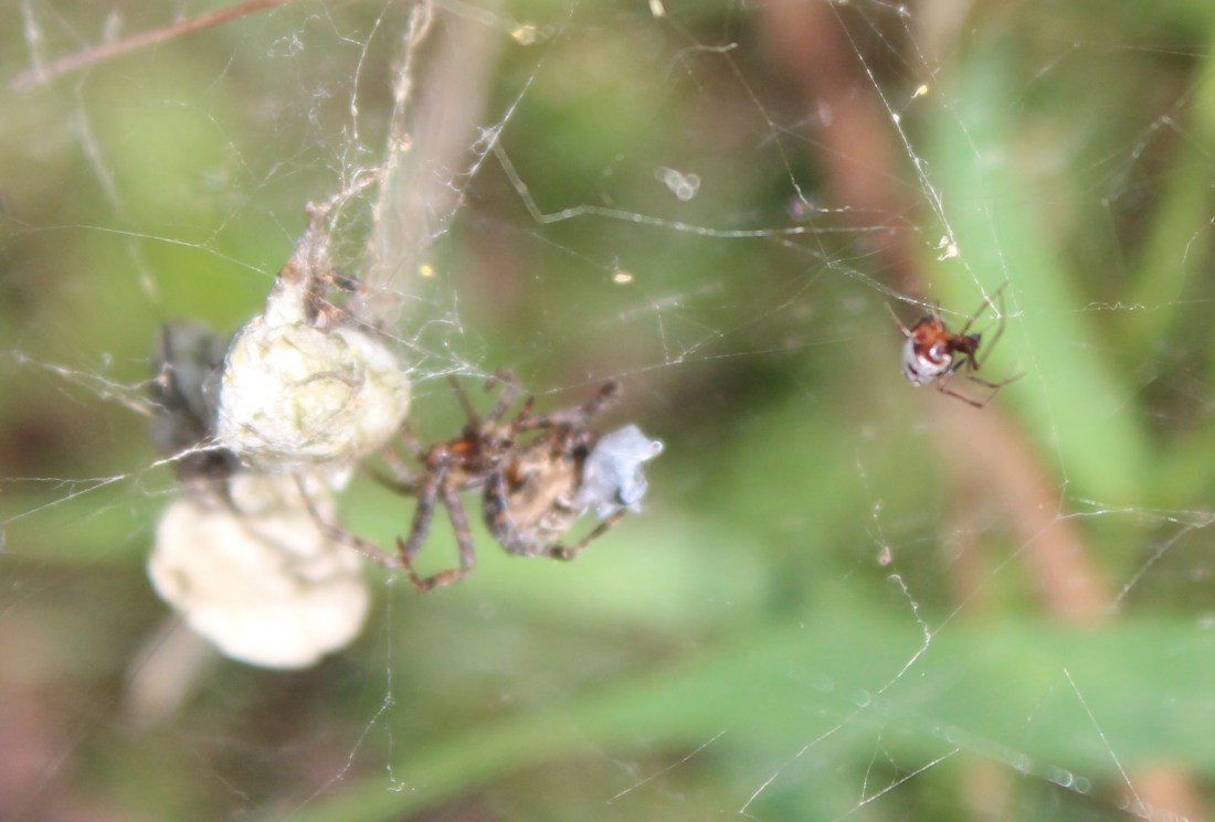 Cyrtophora citricola 3